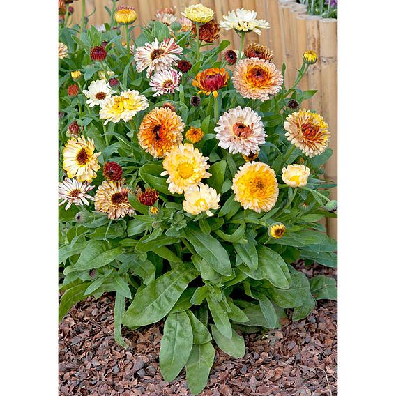 Calendula 'Playtime Mixed' F1 - Seeds