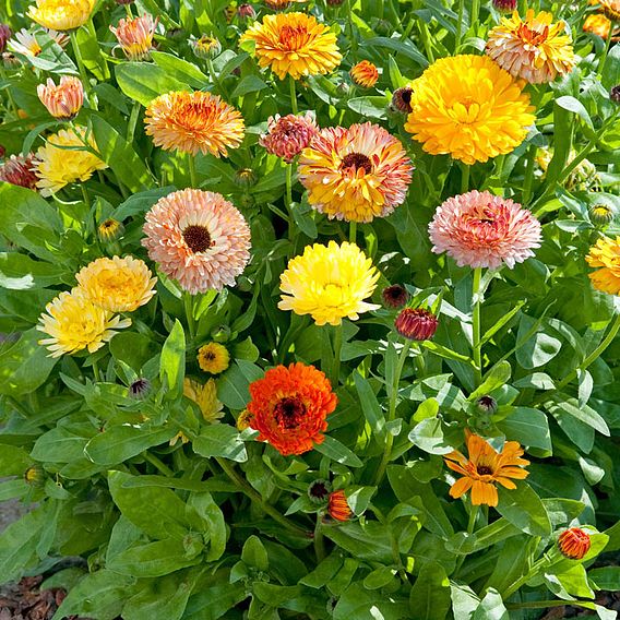 Calendula Seeds - Playtime Mixed F1