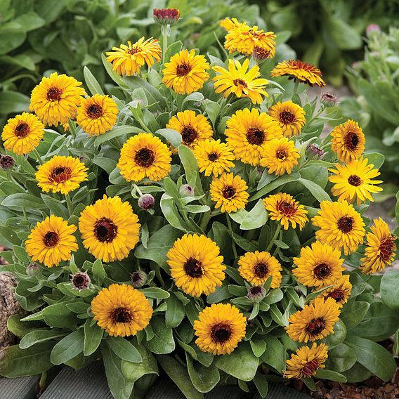 Calendula 'Bulls Eye' - Seeds