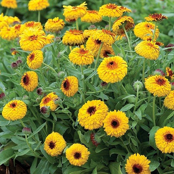 Calendula 'Bulls Eye' - Seeds