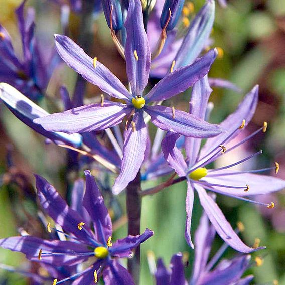 Camassia leichtlinii subsp. suksdorfii Caerulea