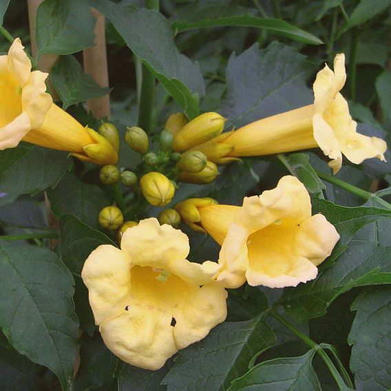 Campsis radicans f. flava