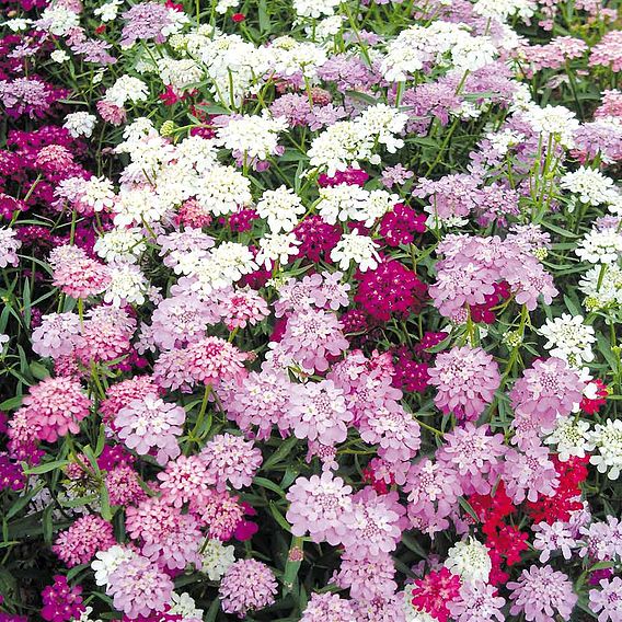 Candytuft Seeds - Candycane Mixed