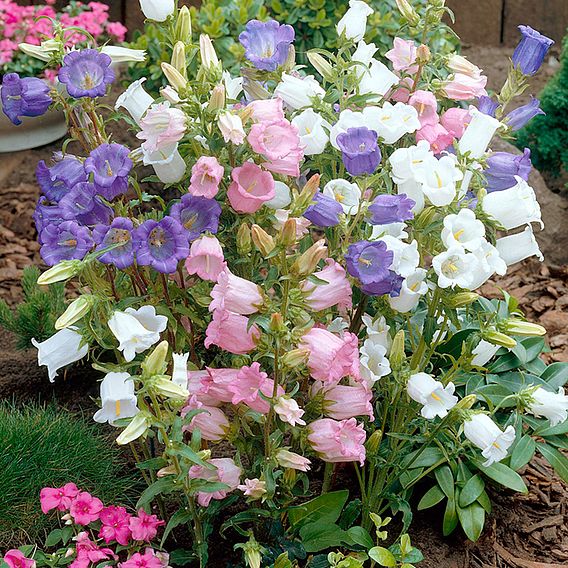 Canterbury Bell Seeds - Cup And Saucer Mixed