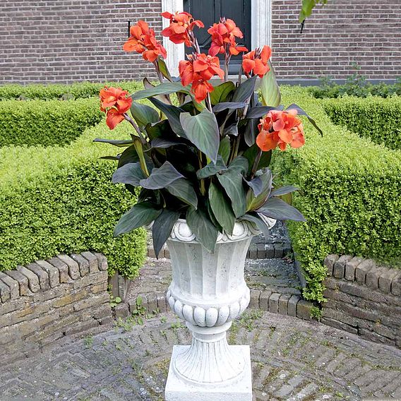 Canna x generalis 'Cannova Bronze Orange'