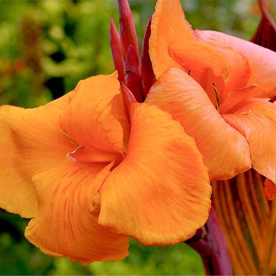 Canna Tropicanna