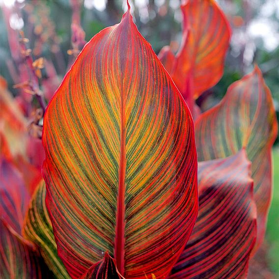 Canna Tropicanna