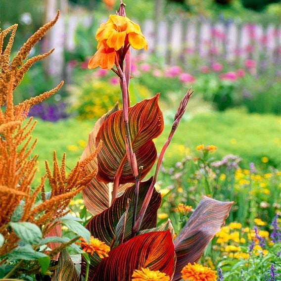 Canna Tropicanna