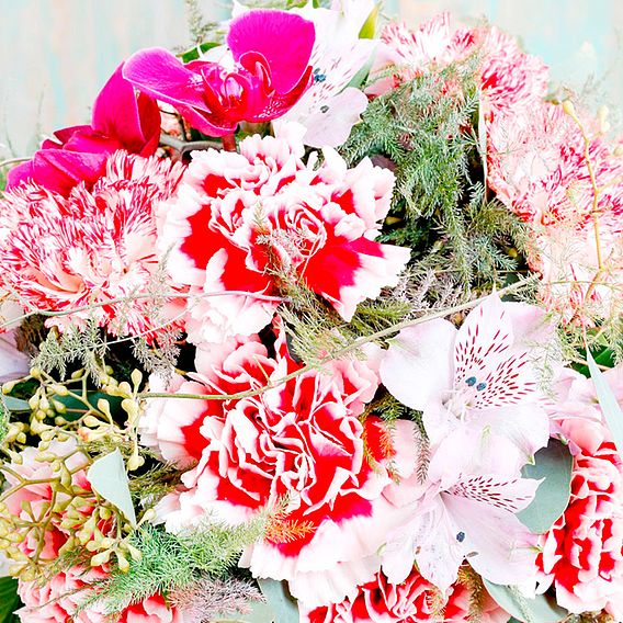 Carnation 'Chabaud Enchantment Mix' - Seeds