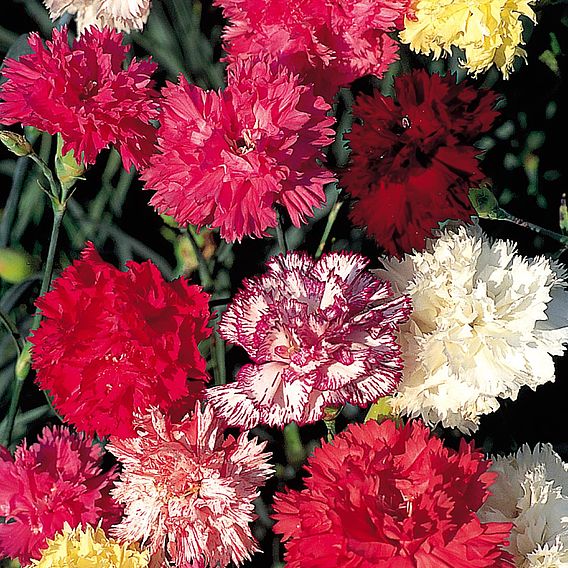 Carnation 'Chabaud Enchantment Mix' - Seeds