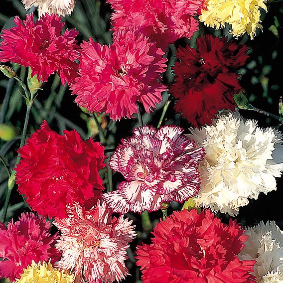 Carnation Seeds - Chabaud Enchantment Mix