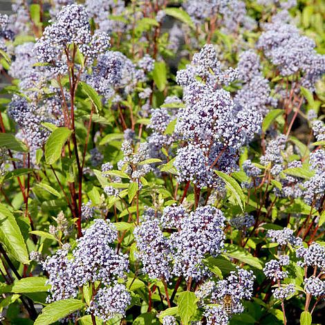 Ceanothus 'Marie Bleu'