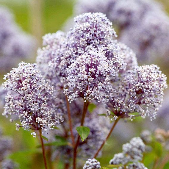 Ceanothus 'Marie Bleu'