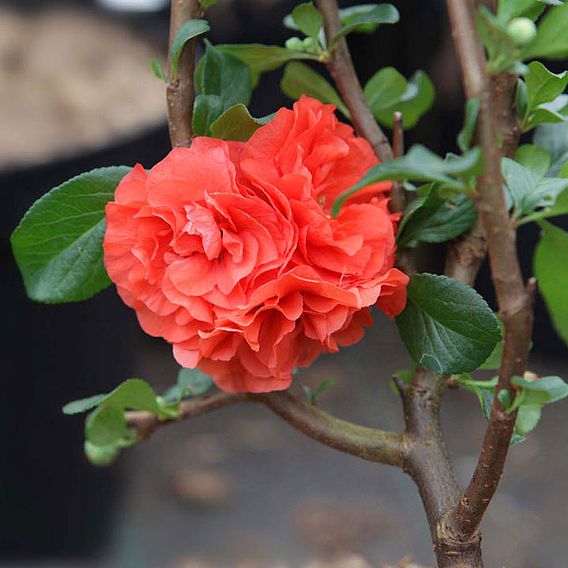 Chaenomeles 'Orange Storm'