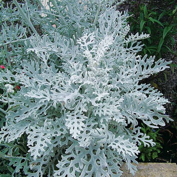 Senecio cineraria 'Silver Dust'