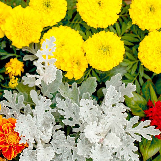 Cineraria Seeds - Maritima Dwarf Silver