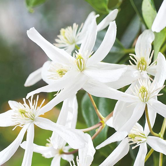 Clematis armandii 'Snowdrift'