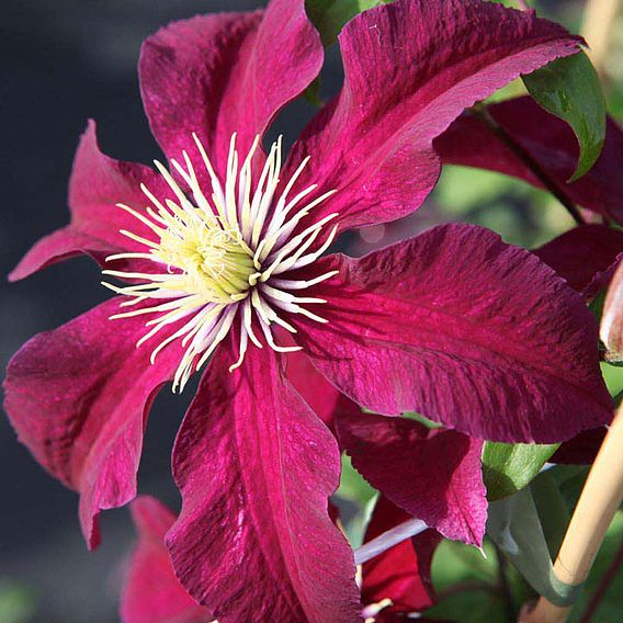 Clematis 'Niobe'