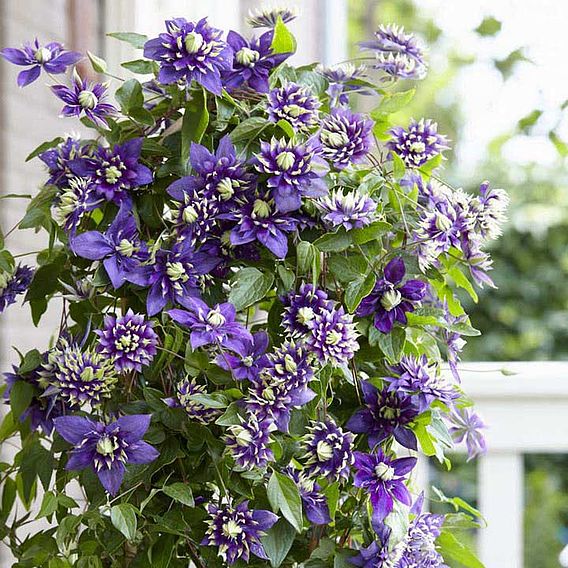 Clematis florida 'Taiga'