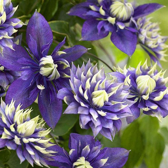 Clematis florida 'Taiga'