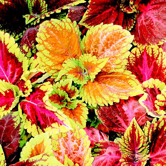 Coleus Seeds - Kong Mixed