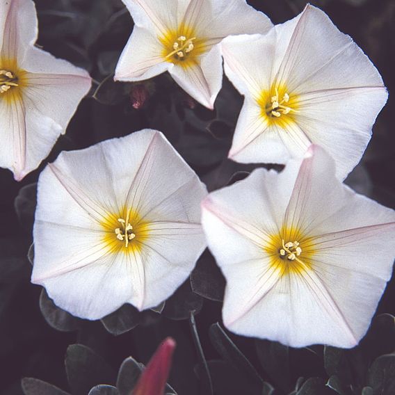 Convolvulus Cneorum