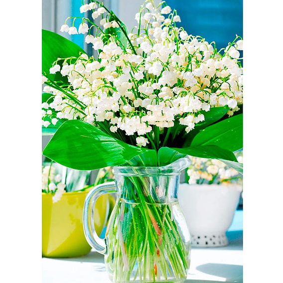 Lily of the Valley (White)