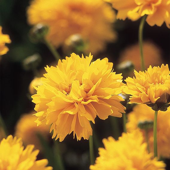 Coreopsis 'Early Sunrise'