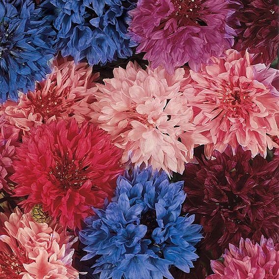 Cornflower 'Tall Double Mixed' - Seeds