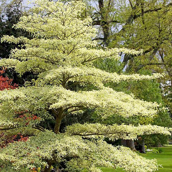 Cornus controversa 'Variegata'