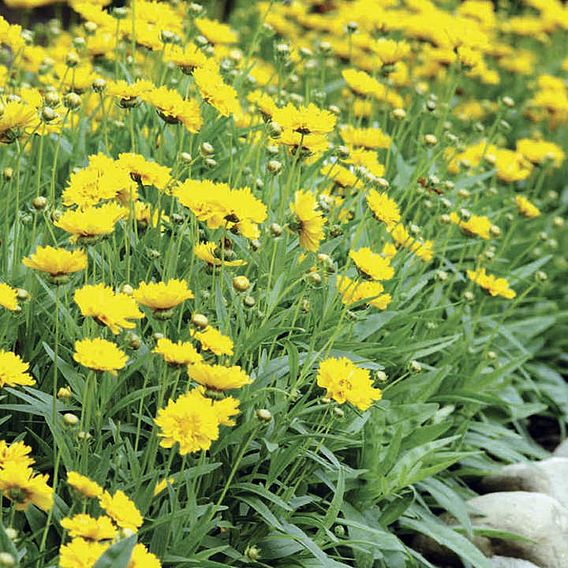 Coreopsis 'Early Sunrise'