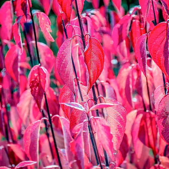 Cornus alba 'Kesselringii' (Hedging)