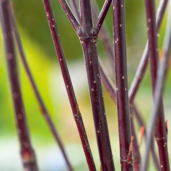 Cornus alba 'Kesselringii' (Hedging)