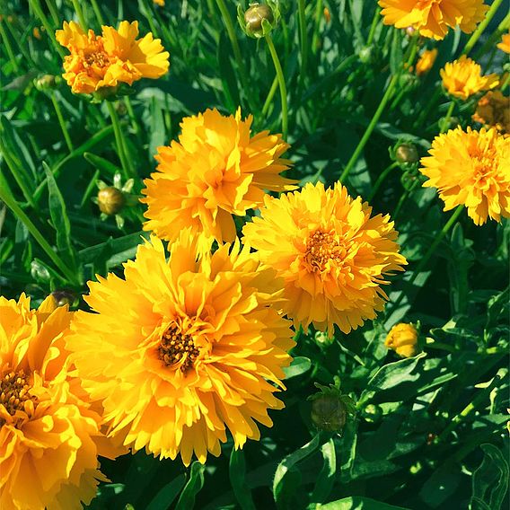 Coreopsis 'Early Sunrise'