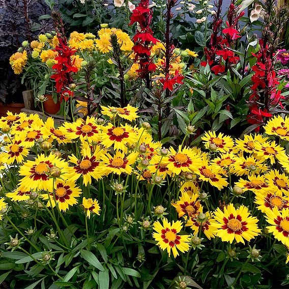 Coreopsis 'Sunkiss'