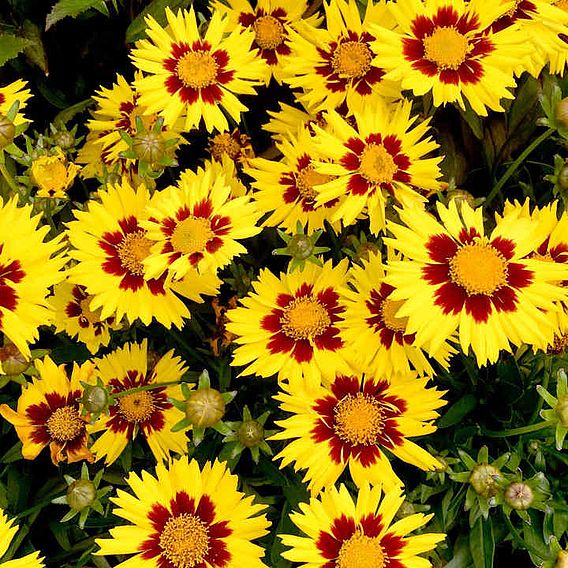 Coreopsis 'Sunkiss'