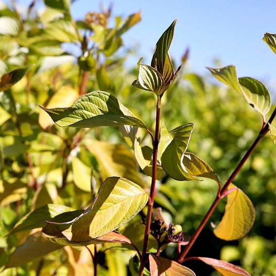 Cornus alba 'Aurea'