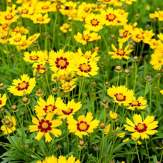 Coreopsis 'Sunkiss'