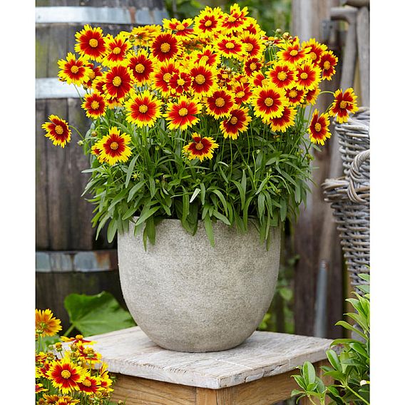 Coreopsis Plant - Uptick Gold and Bronze