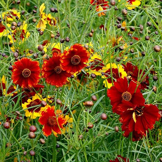 Coreopsis 'Amulet' - Seeds