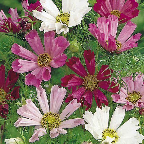 Cosmos 'Sea Shells' - Seeds