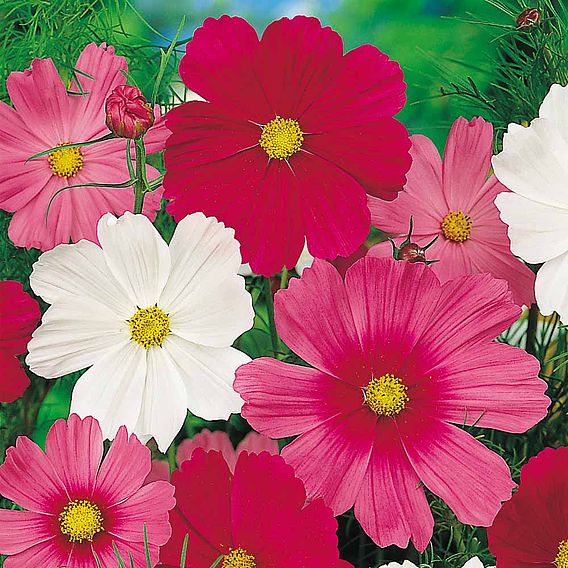 Cosmos Seeds -  Sensation Mixed