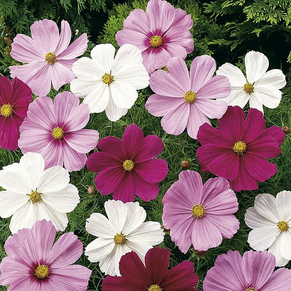 Cosmos 'Sonata Mixed' - Seeds