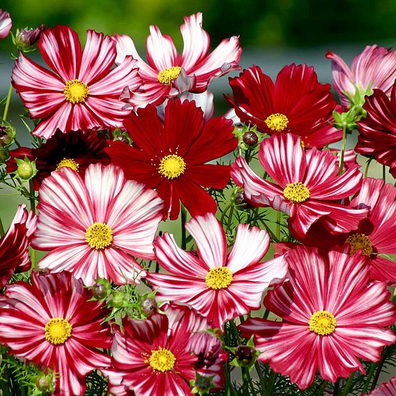 Cosmos 'Velouette' - Seeds