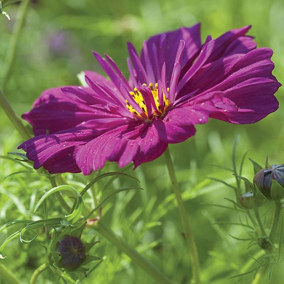 Cosmos Seeds - Fizzy Purple