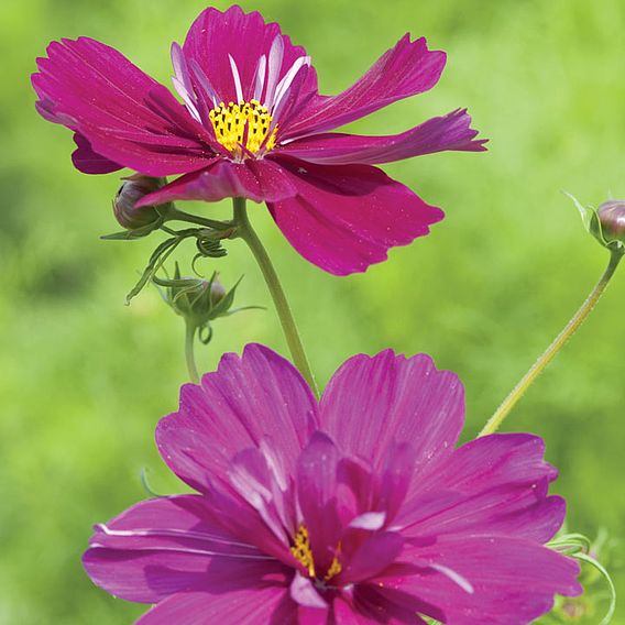 Cosmos Seeds - Fizzy Purple