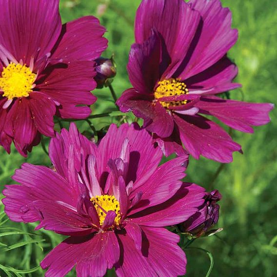 Cosmos Seeds - Fizzy Purple