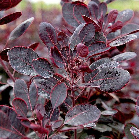 Cotinus coggygria 'Lilla'