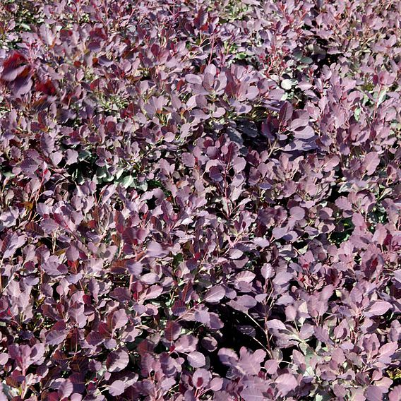 Cotinus coggygria 'Dusky Maiden'