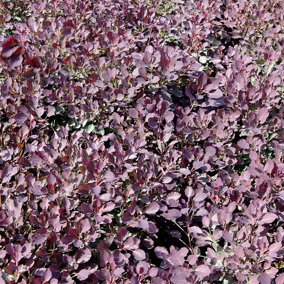 Cotinus cog. 'Dusky Maiden'